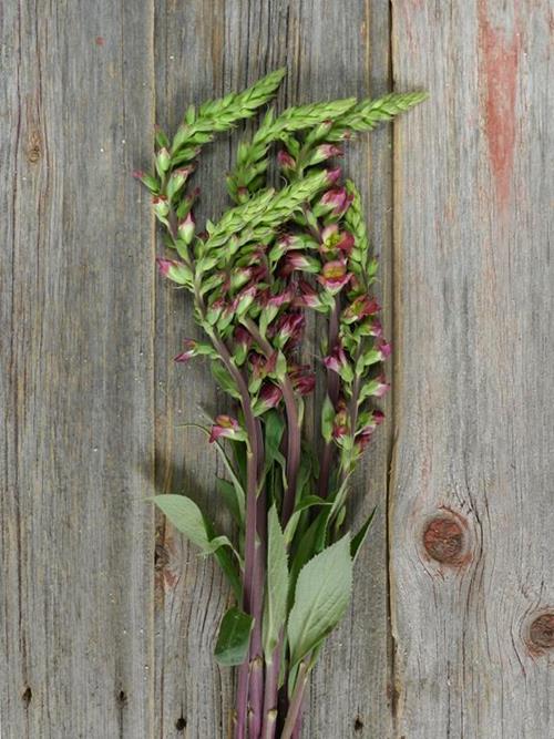 DIGITALIS ILLUMINATION HOT PINK FOXGLOVE